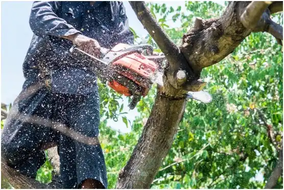 tree services Orchard